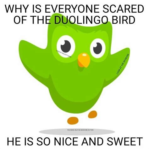 memes de duolingo|duolingo bird.